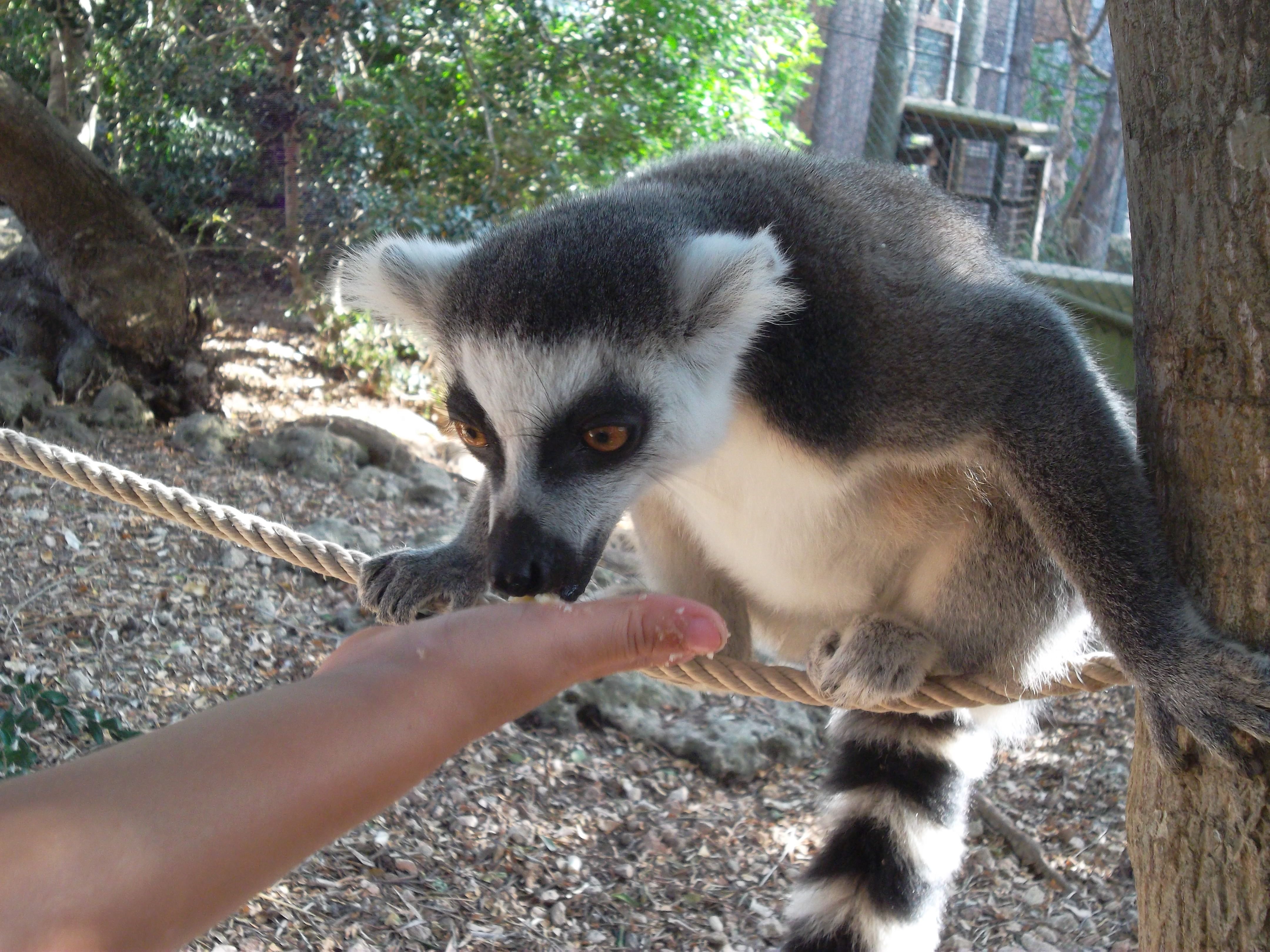 Busreisen Menorca Zoo
