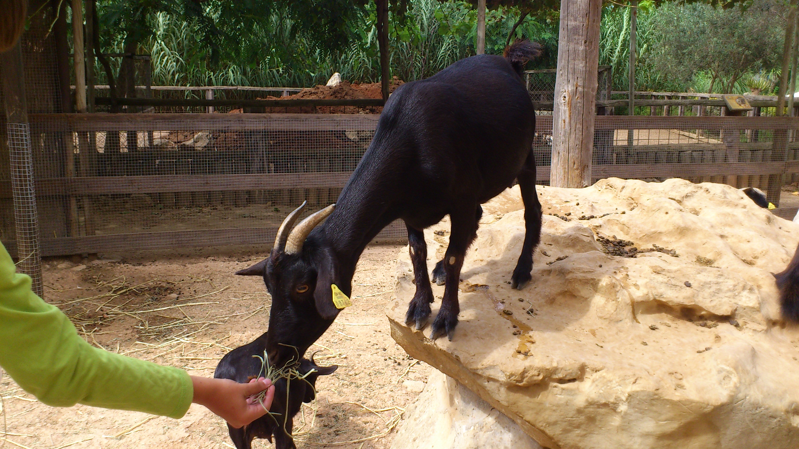 Loc de Menorca Zoo