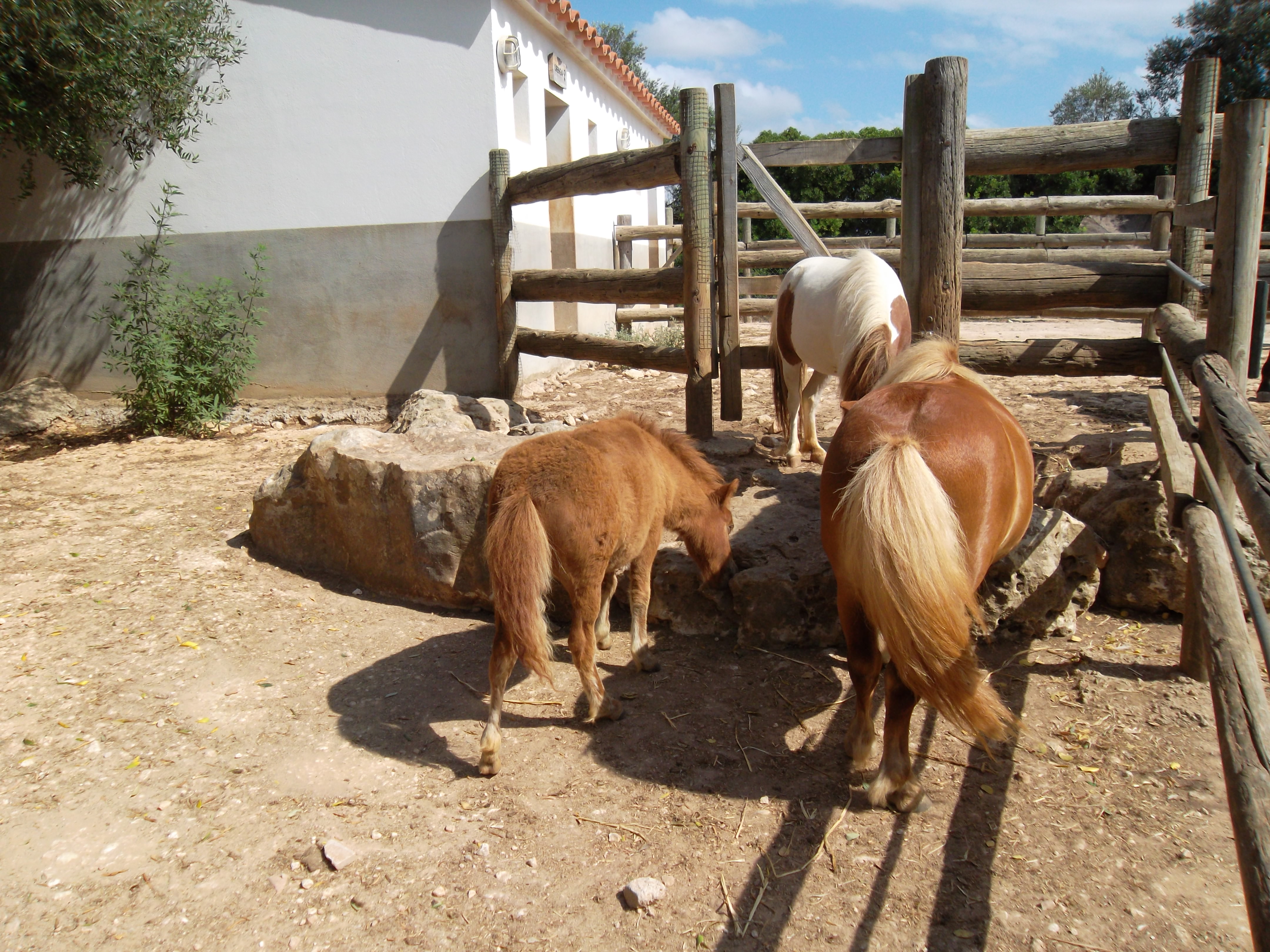 Loc de Menorca Zoo