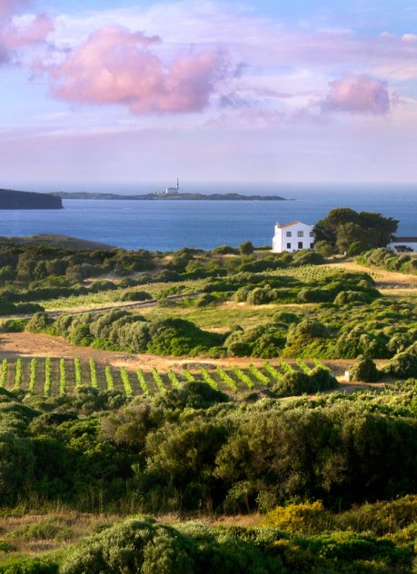 Vinya sa Cudia - Wine Producer,Menorca